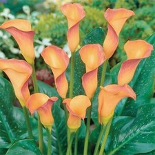 Apricot lady calla for sale  Gassville