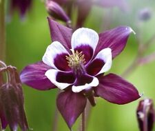 Deep purple aquilegia for sale  DEWSBURY