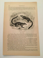 KP2) Gravura Tupias Banxrings Head of Petrodome Animal Kingdom 1894, usado comprar usado  Enviando para Brazil