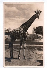 Ak Ogród Zoologiczny Breslau Bulla żyrafy Żyrafa Wrocław Śląsk na sprzedaż  Wysyłka do Poland