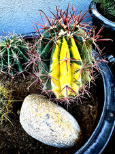 Ferocactus highly variegated for sale  Las Vegas