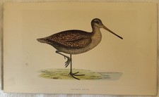 Sabinen snipe scolopax usato Sabinen snipe scolopax usato  Foligno