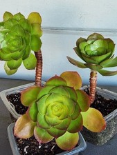 Amazing big succulent for sale  San Francisco