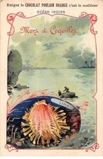 Carte -COR10299 - Puledro Arancione Mari & Conchiglie - Oceano Indiano comprar usado  Enviando para Brazil