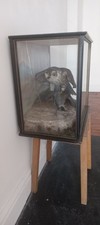 Beautiful vintage peregrine for sale  LAIRG