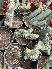 Succulent crested myrtle for sale  Oceanside