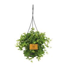 Peperomia rotundifolia ø15cm d'occasion  Expédié en France