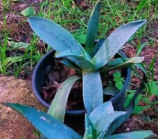 Pianta agave americana usato  Vittoria