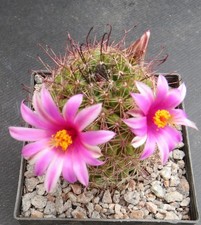 3625. mammillaria sheldonii for sale  YORK