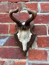 Nice real abnormal for sale  UK