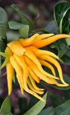 Buddha hand citrus for sale  Wadsworth