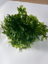 Süßwassertang moos aquascapi gebraucht kaufen  Lich