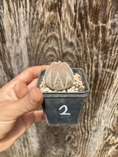 Euphorbia obesa wild usato  Mazara del Vallo