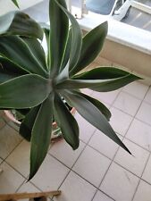 Piante agave attenuata usato  Italia