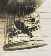 Foto instantânea original década de 1950 papagaio animal de estimação pássaro em gaiola repetições conversas P19b1 comprar usado  Enviando para Brazil