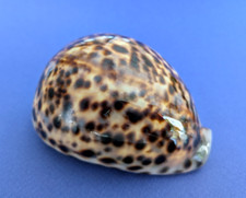 Cypraea tigris 107 d'occasion  Nice-