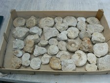Lot ammonites brut d'occasion  Pavilly