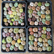 Neon colourful lithops for sale  BIRMINGHAM