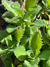 Inch kalanchoe daigremontiana for sale  Winter Garden