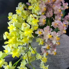 Rare oncidium chiou for sale  LONDON