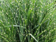 zebra grass for sale zebra grass for sale NEWTON ABBOT