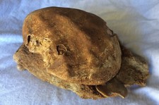 Fossile coquillage huitre d'occasion  Marignane