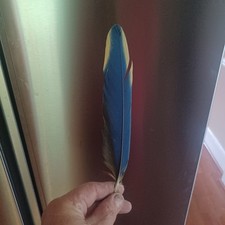 Pena de arara azul e dourada muito estranha comprar usado  Enviando para Brazil