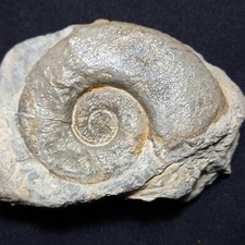 Postclymenia evoluta fossile usato  Italia