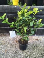 Citrus kaffir lime for sale Citrus kaffir lime for sale  HELSTON