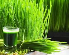 Wheatgrass cat grass for sale  Shasta Lake