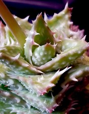 Clumping aloe juvenna for sale  San Jose