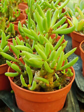Tylecodon buchholzianus plante d'occasion  Expédié en France