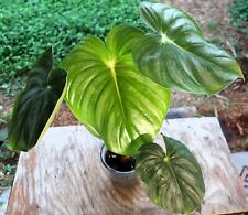 Philodendron plowmanii var for sale  Hollywood