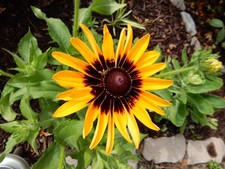 Summerina yellow echibeckia for sale  Silver Spring