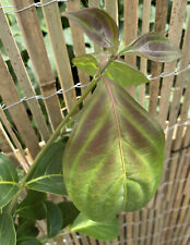 Cornus soleil rouge for sale  SOUTHAMPTON