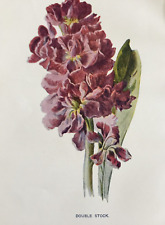 Antique print double for sale  TORRINGTON