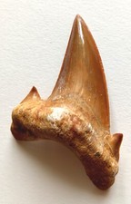 Large 8.2 otodus usato  Due Carrare