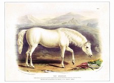Arab arabian horse for sale  DEREHAM