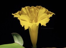Costus spectabilis ginger d'occasion  Expédié en Belgium