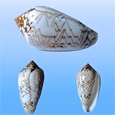 conus usato  Roma