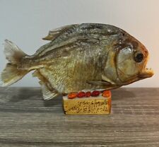 Vintage piranha amazonia for sale  Boynton Beach