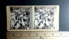 Taxidermy display birds for sale  Niagara Falls