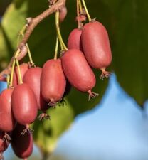 Bayern kiwi red gebraucht kaufen  Quakenbrück