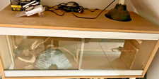 Vivexotic bearded dragon for sale  ROMSEY