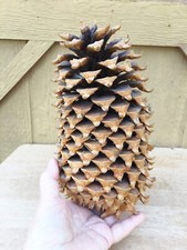 Giant coulter pine for sale  Anna