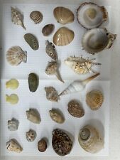 Collezione conchiglie usato Collezione conchiglie usato  Novara