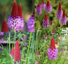 Plants primula vialii for sale  NEWTOWNARDS