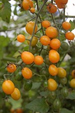 Cuban golden grape d'occasion  Expédié en Belgium