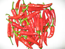 Mittel scharfe chilli gebraucht kaufen  Geldern