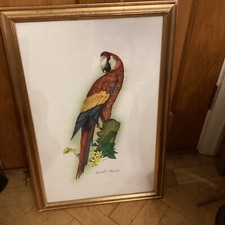 Contemporary gouache scarlet for sale  COLCHESTER